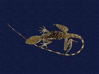 藏品(斯文豪氏攀蜥)的圖片